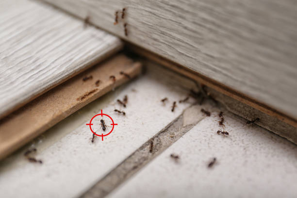 Best Termite Control Services  in Harrison, NJ