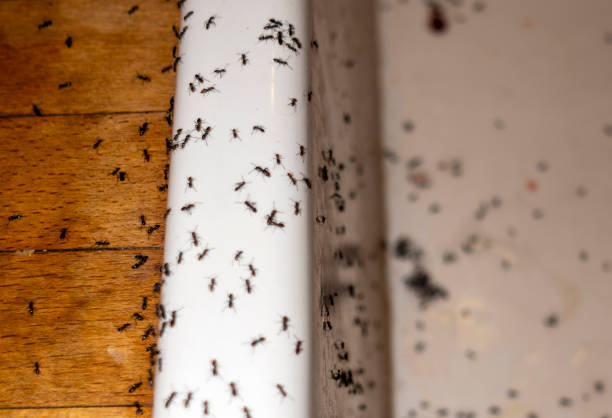 Best Cockroach Control Services  in Harrison, NJ